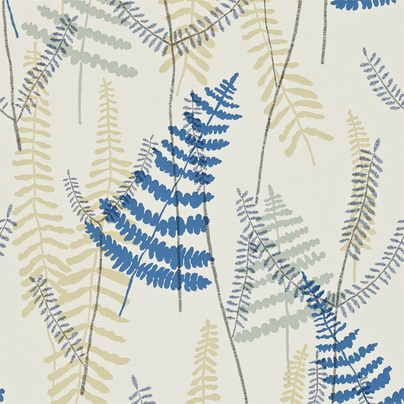Athyrium 110213