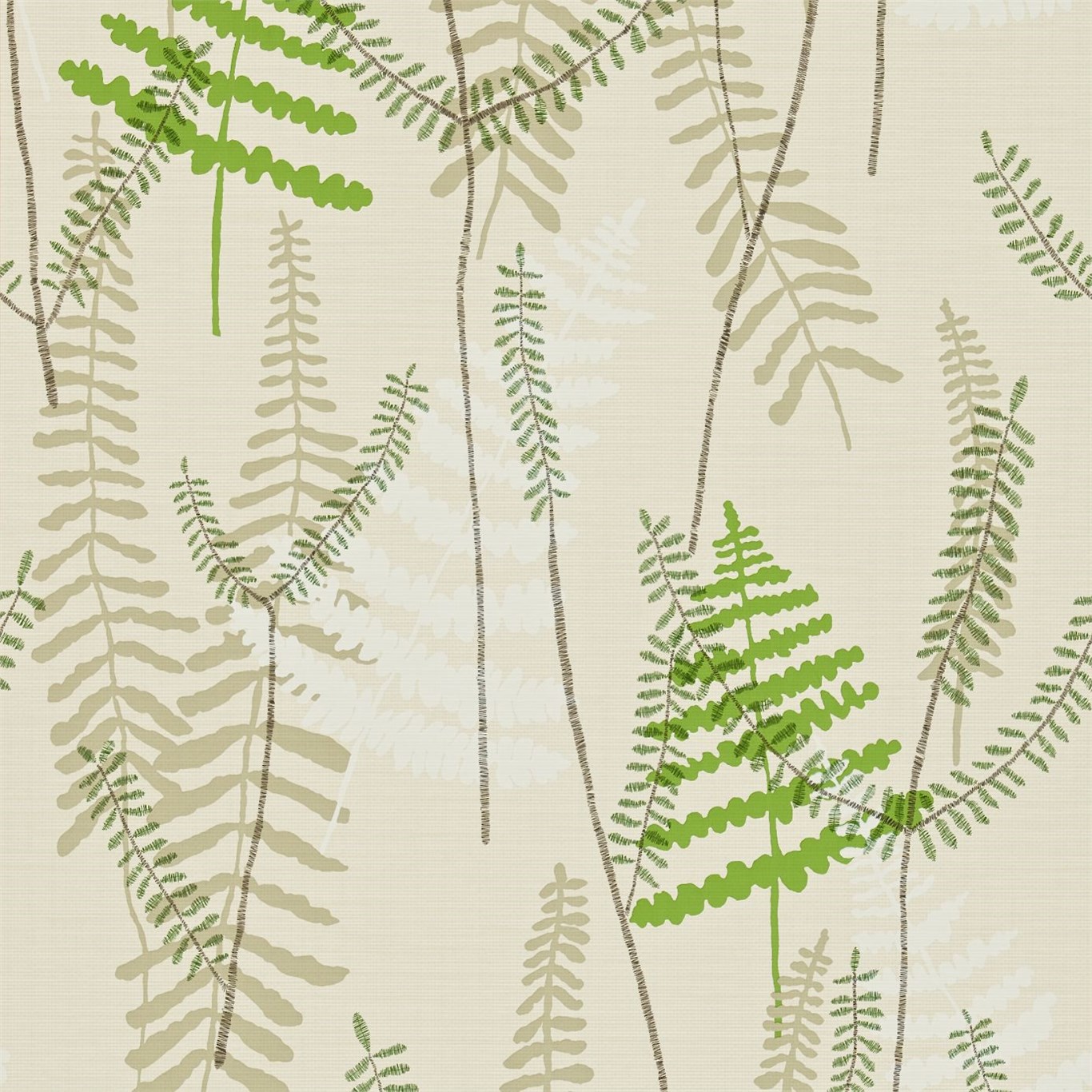Athyrium 110215