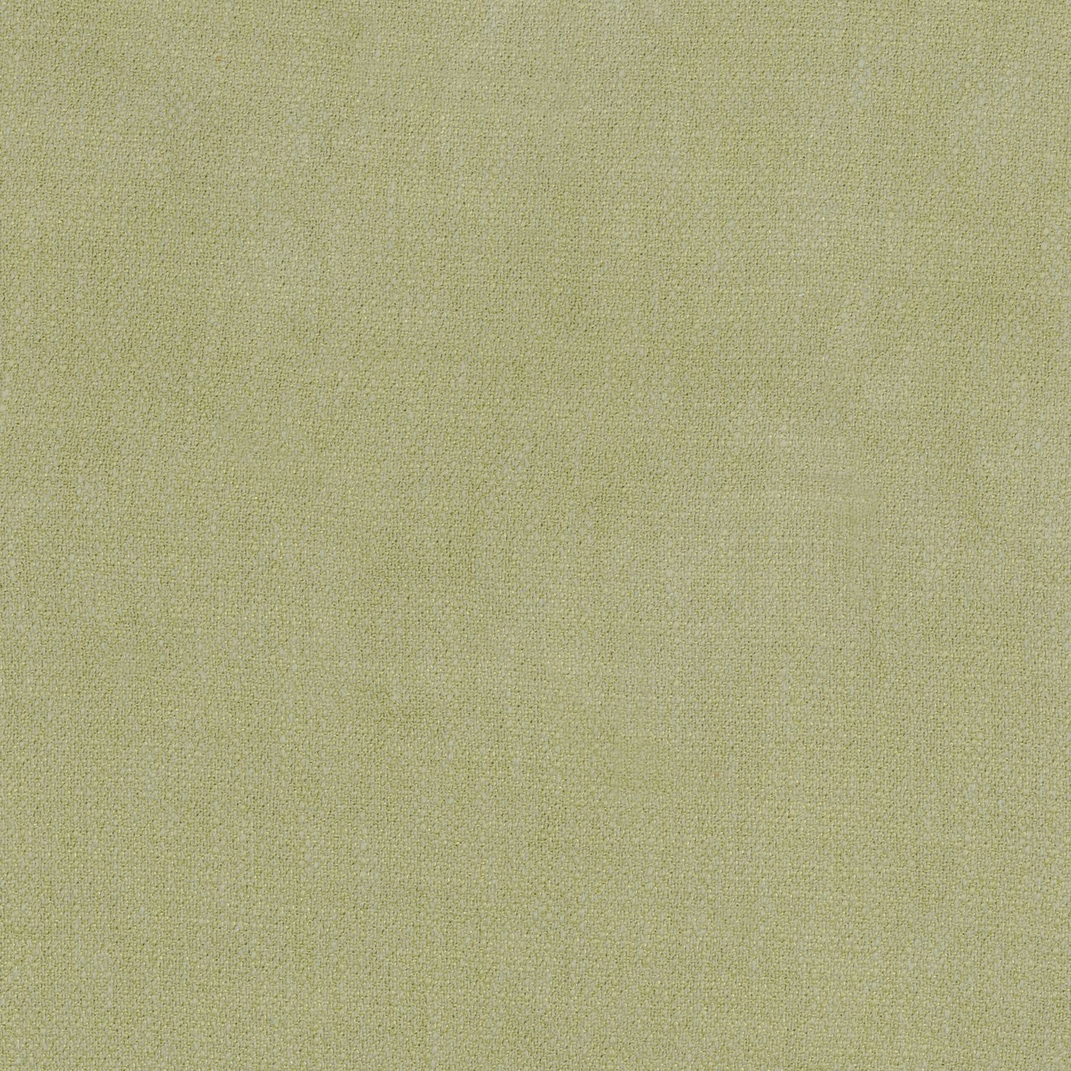 Kauri 36181652