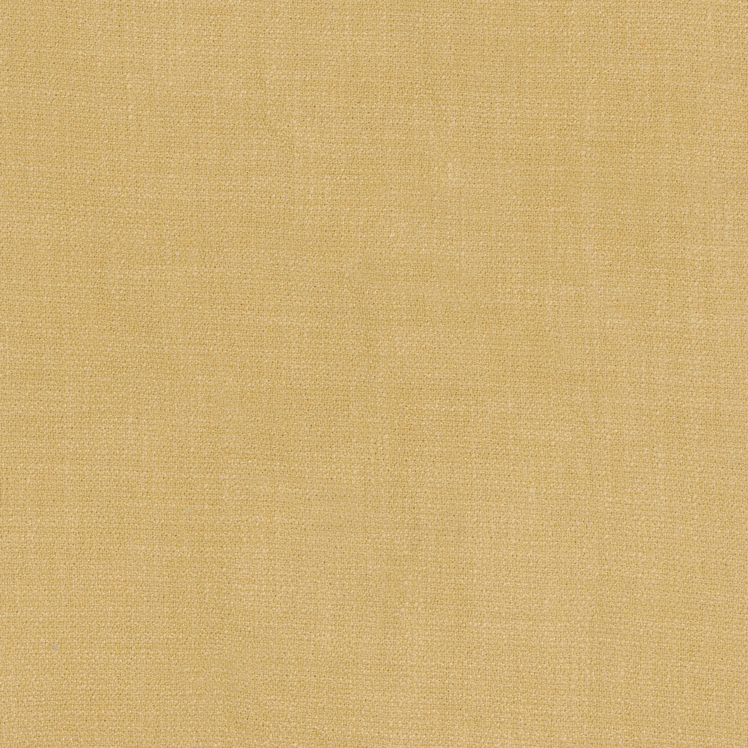 Kauri 36181814
