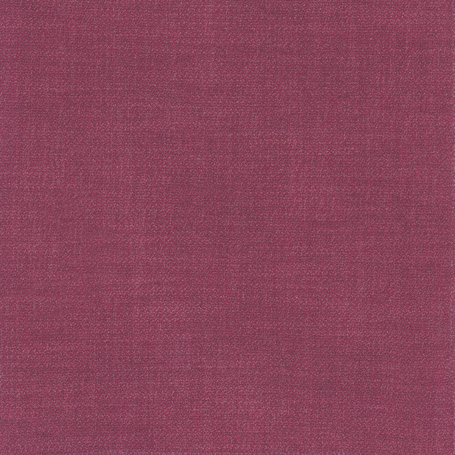 Kauri 36182866