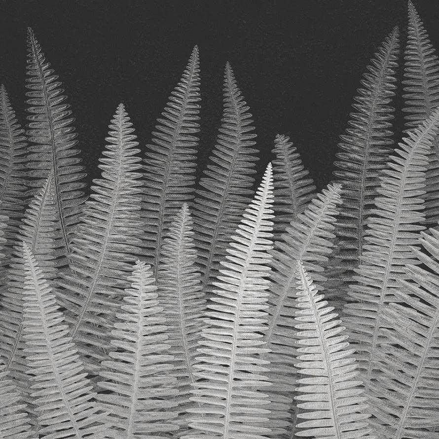 Fern M-SLA-005