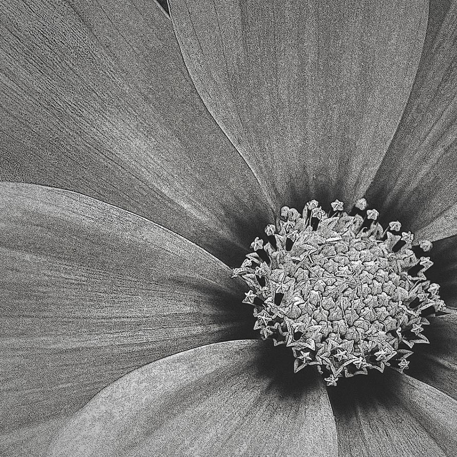 Flower M-SLA-013
