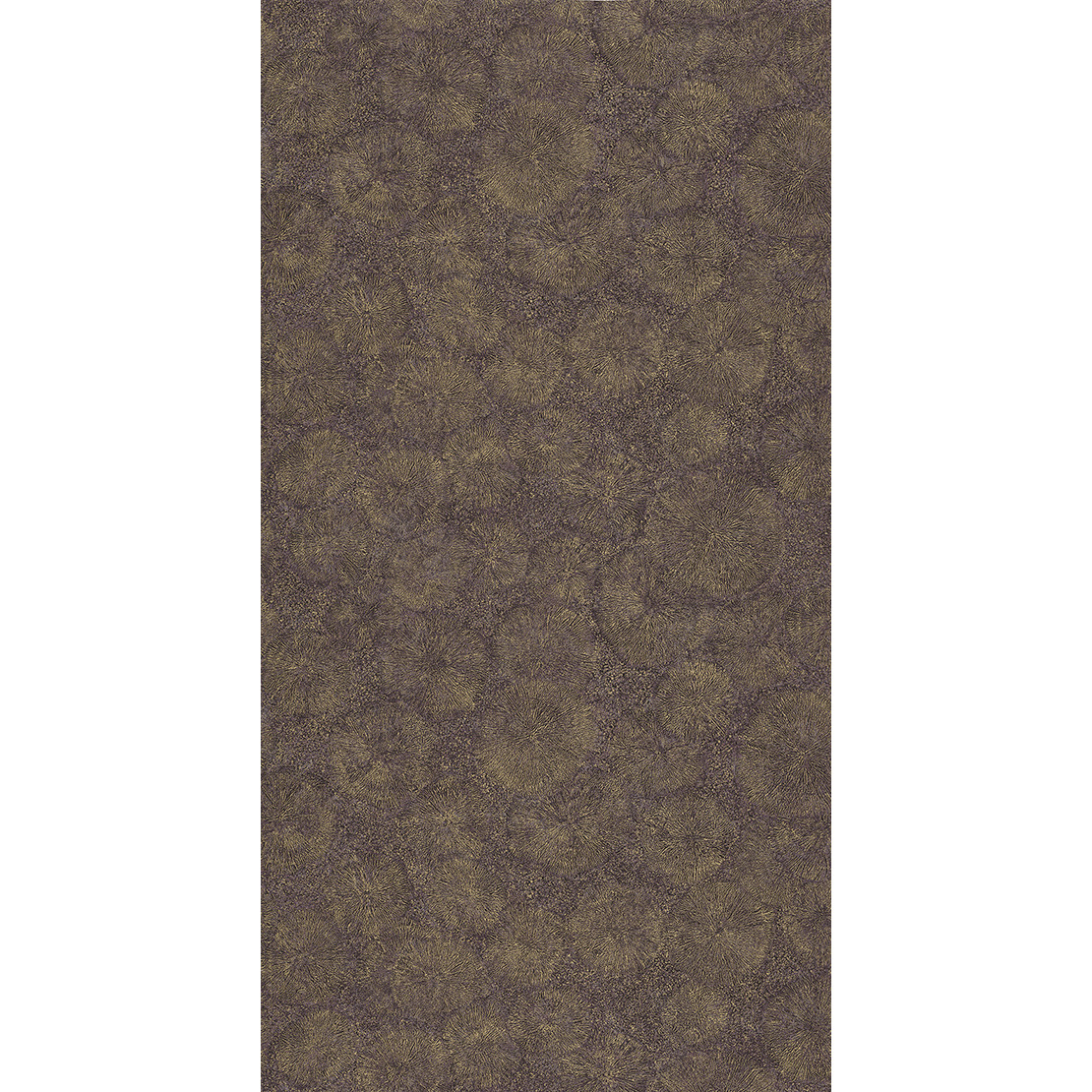 Fossilium ENCC 8451 55 45
