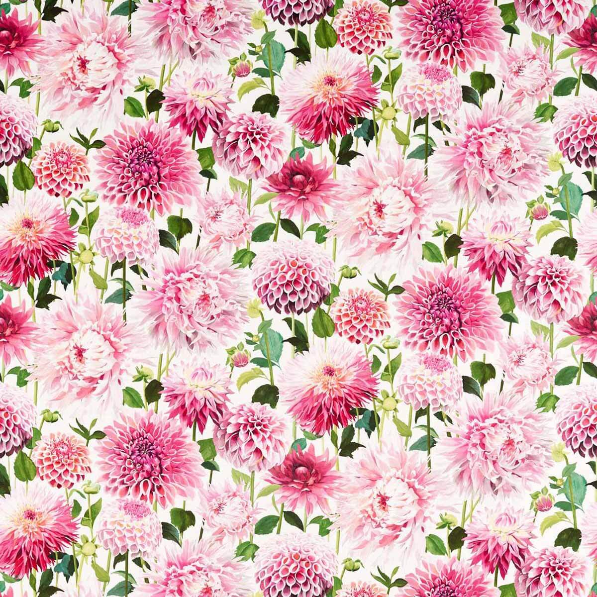 Dahlia 121081
