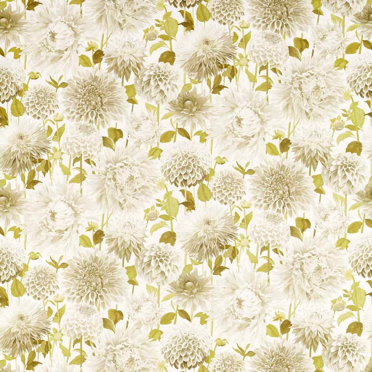 Dahlia 121084