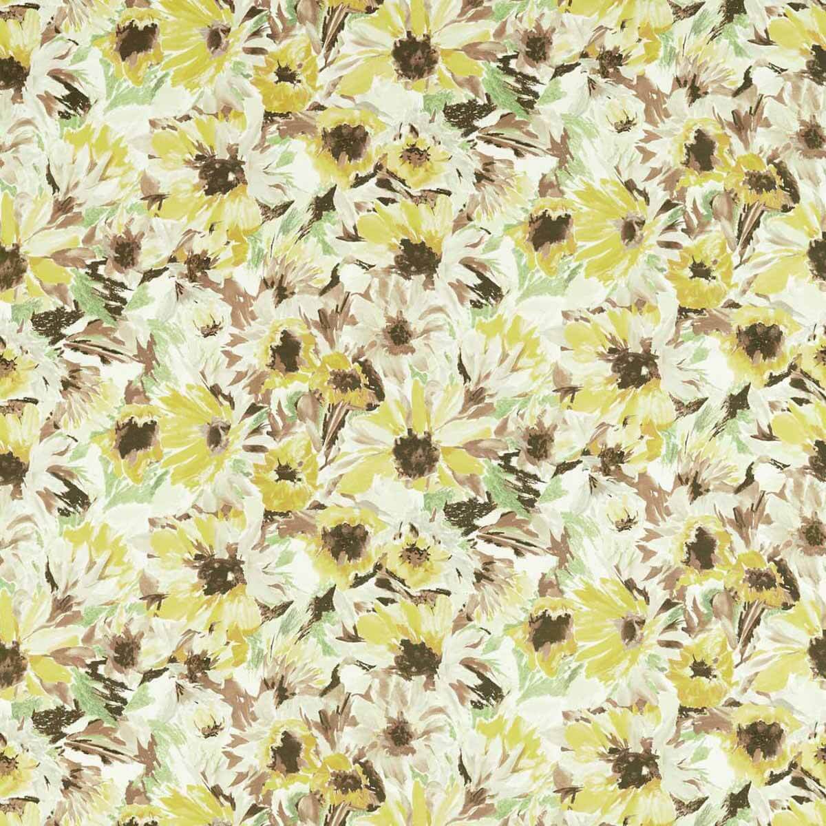 Helianthus 121073