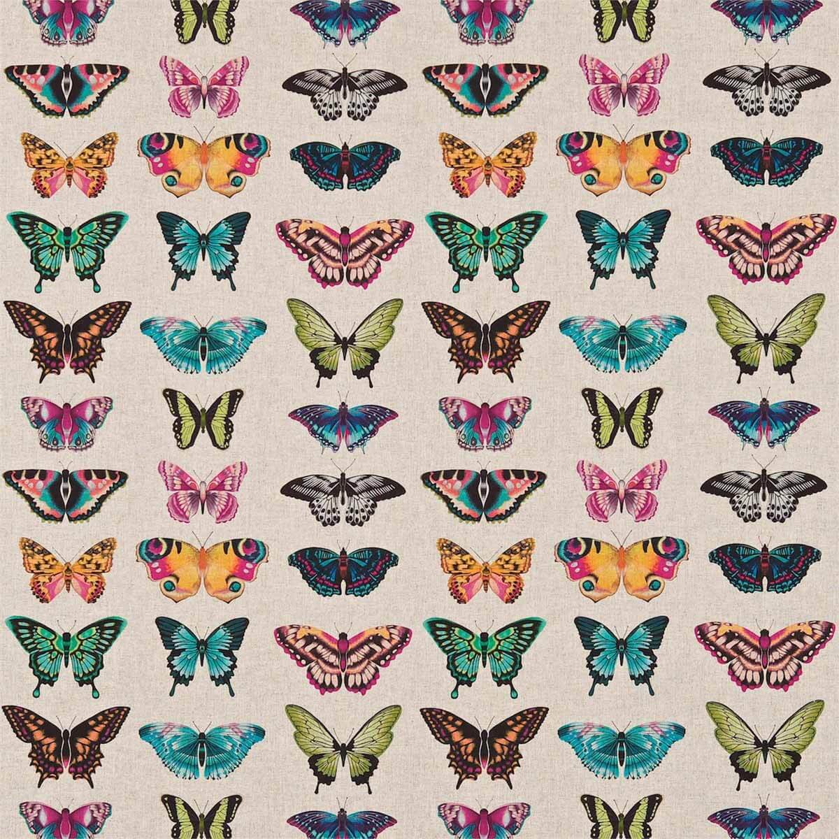 Papilio 120344