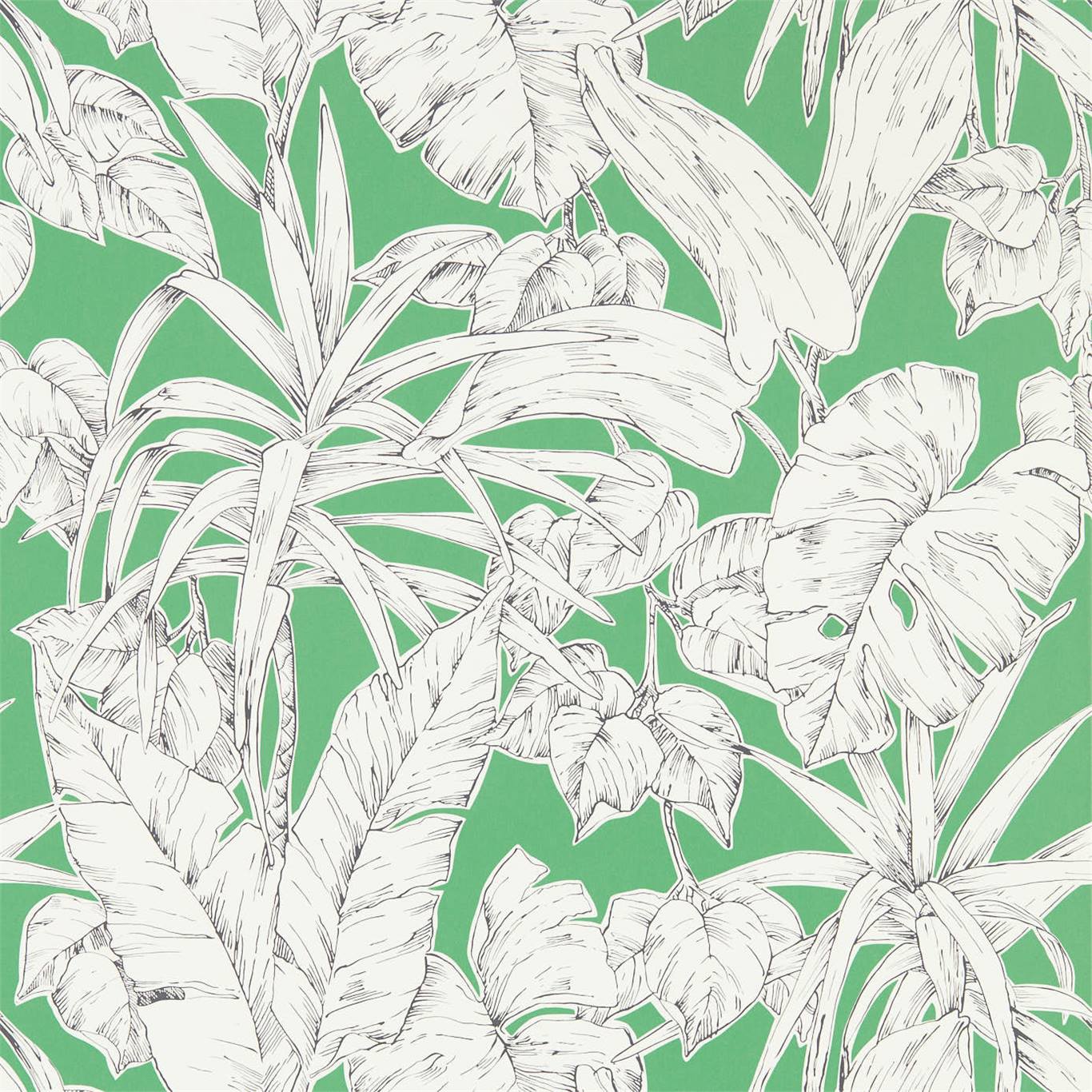 Parlour Palm 112024