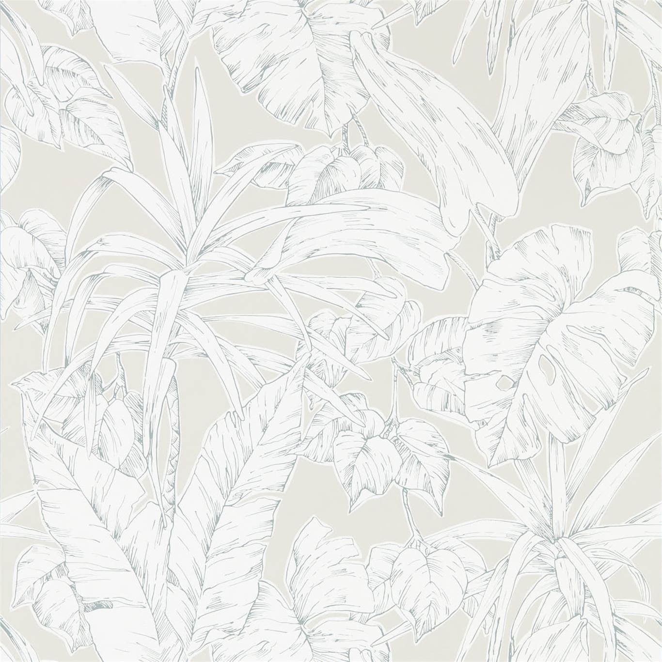 Parlour Palm 112026