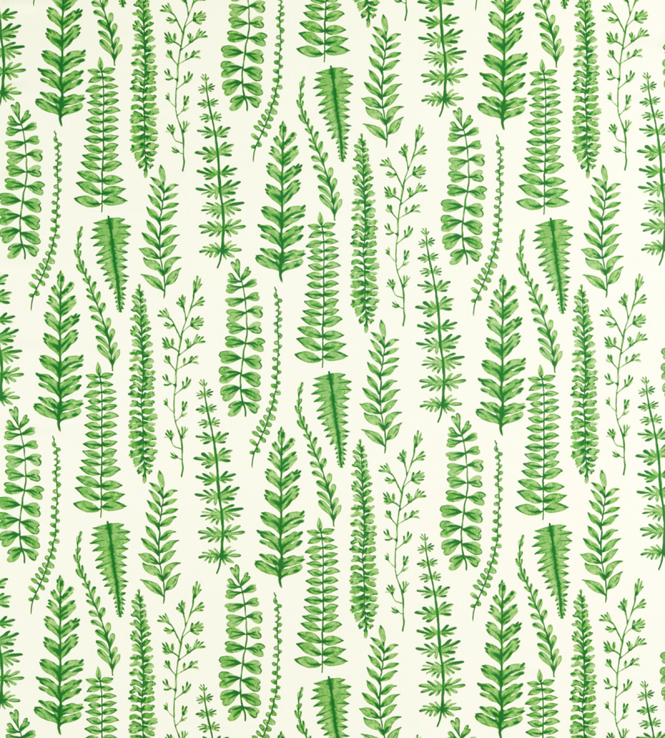 Ferns NART121031