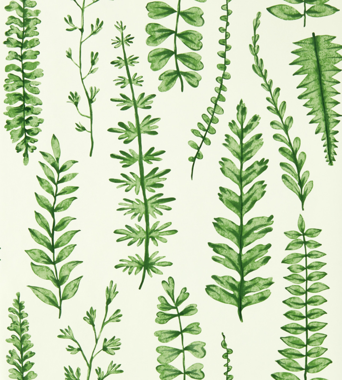 Ferns NART112798
