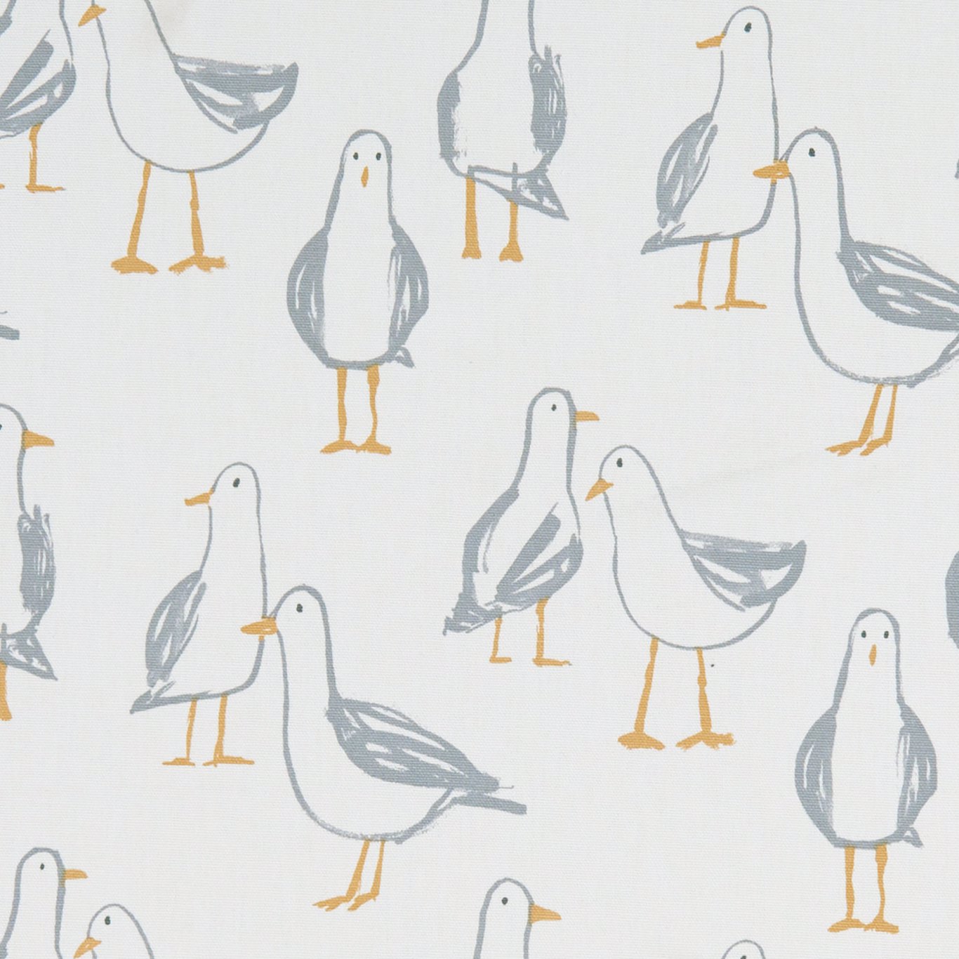 Laridae F1192-02