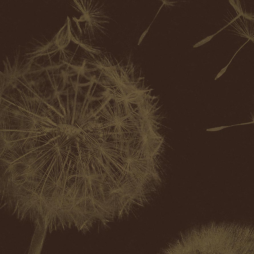 Taraxacum Macro M-GOL-003