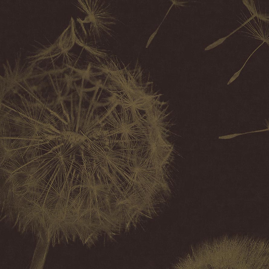 Taraxacum Macro M-PGOL-003