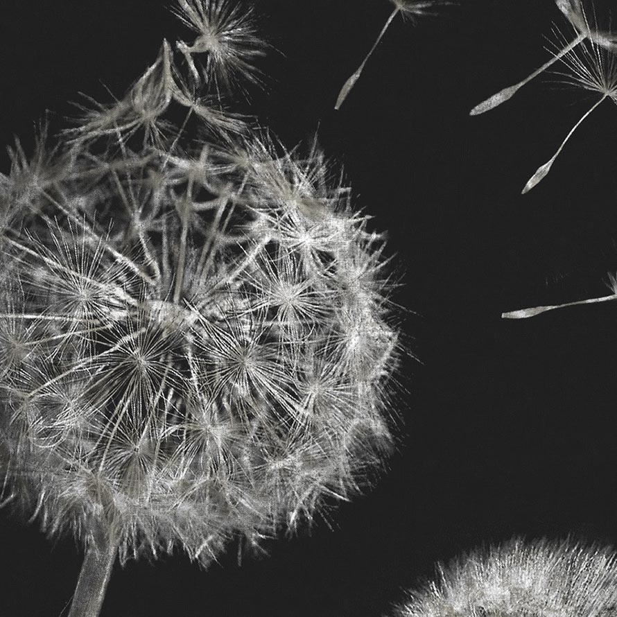 Taraxacum Macro M-SLA-003