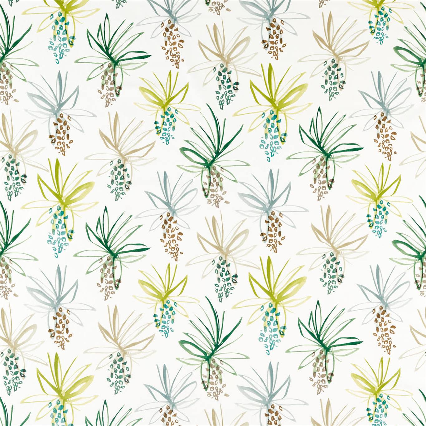 Tillandsia 120771