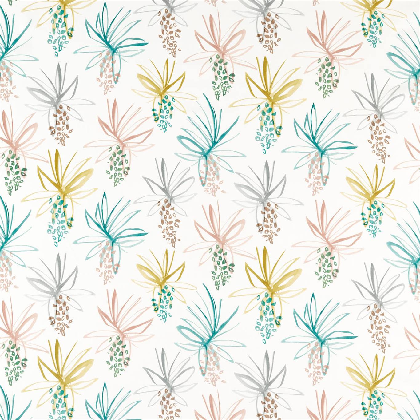 Tillandsia 120772