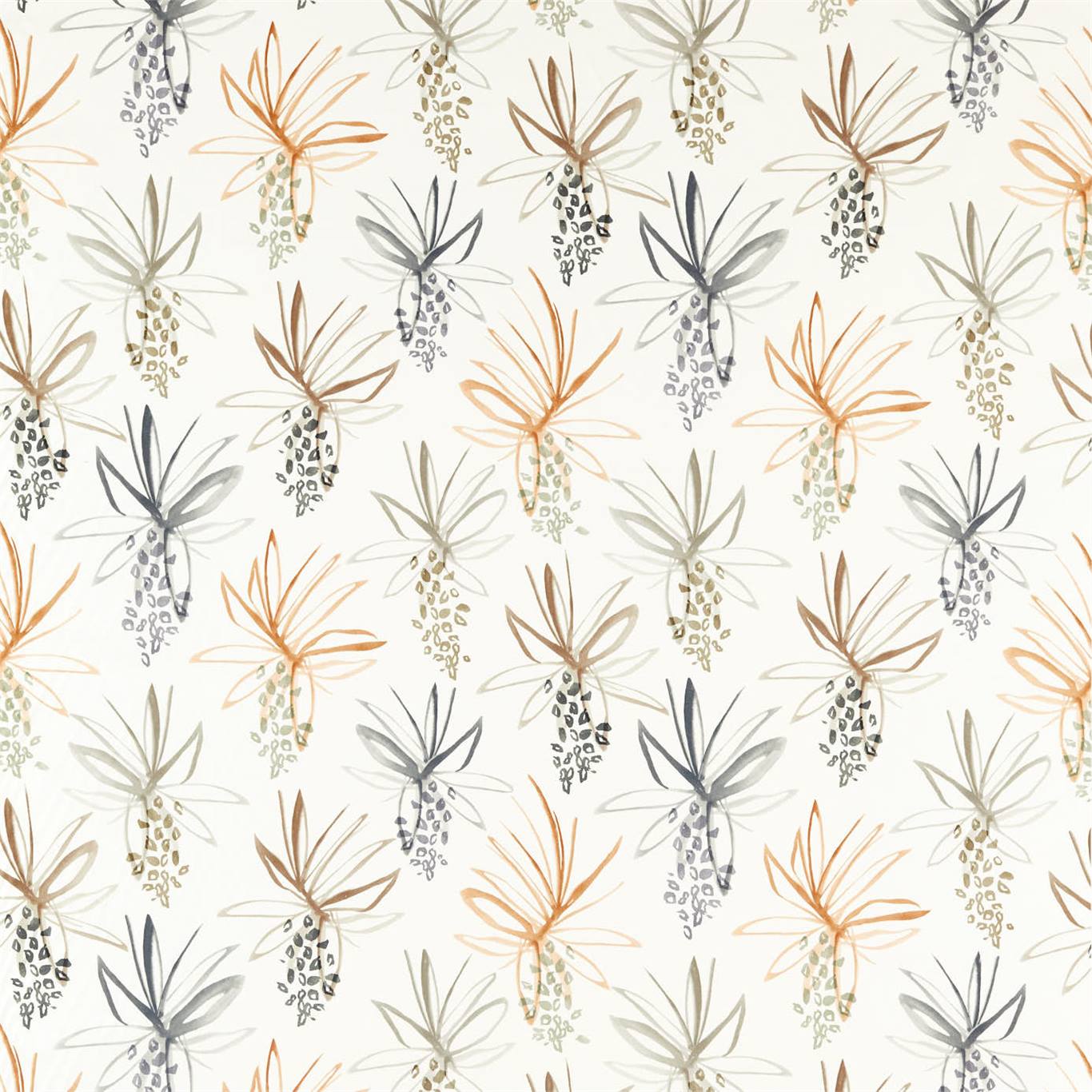 Tillandsia 120773