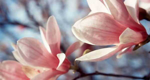 Floral Fabric Magnolia - 7 You May Consider.