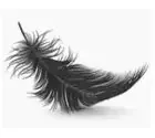 Feather Custom Made